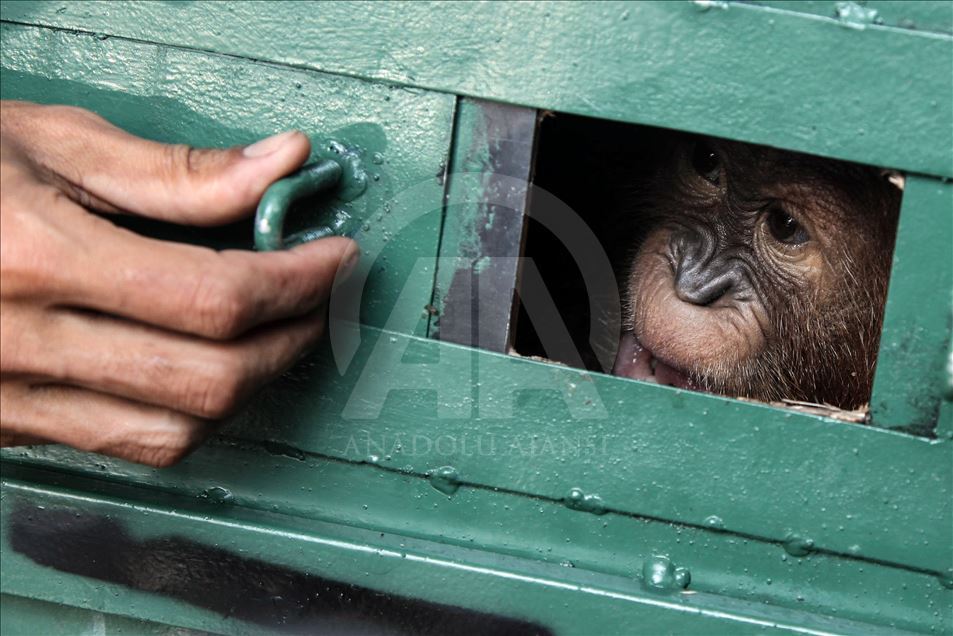 Petugas keamanan gagalkan penyelundupan Orangutan