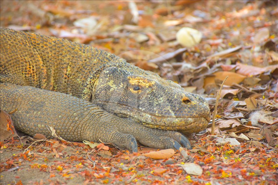 Pemandangan Taman Nasional Komodo, NTT