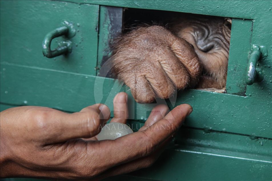 Petugas keamanan gagalkan penyelundupan Orangutan