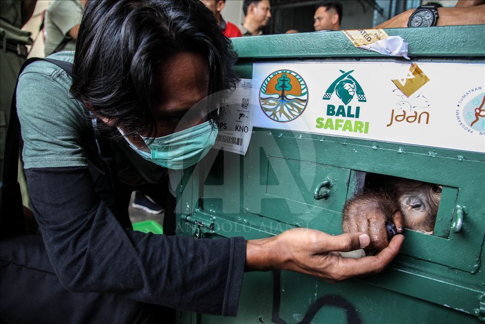 Petugas keamanan gagalkan penyelundupan Orangutan