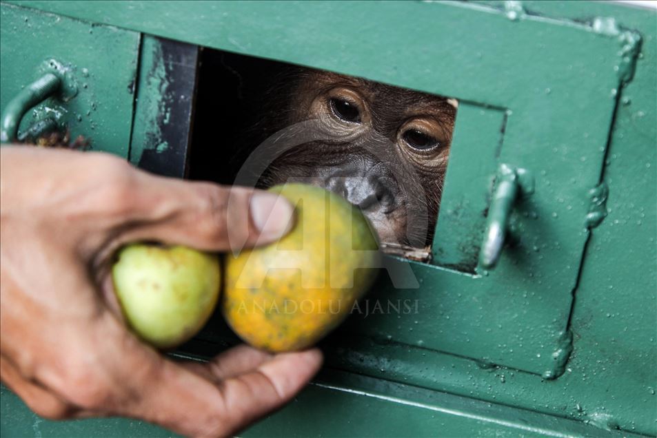 Petugas keamanan gagalkan penyelundupan Orangutan