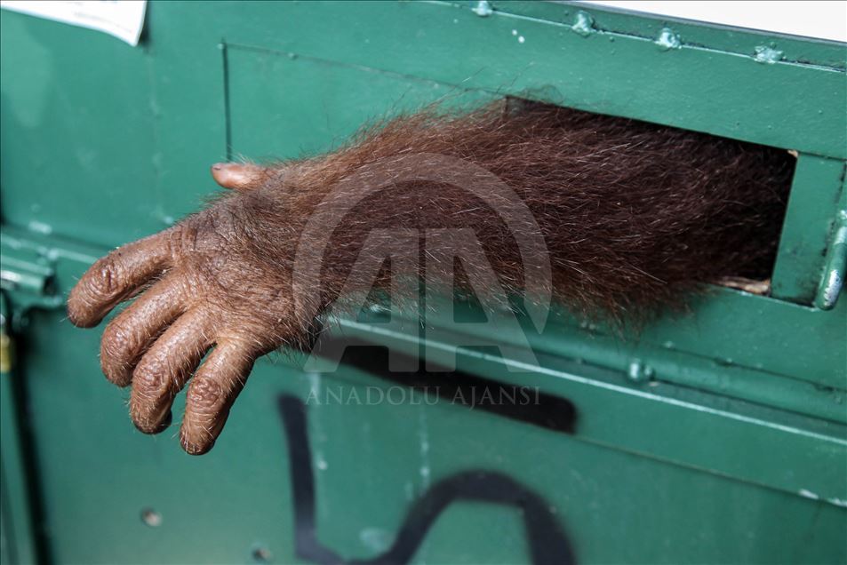 Petugas keamanan gagalkan penyelundupan Orangutan