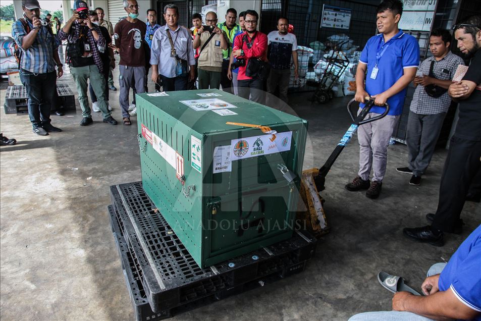 Petugas keamanan gagalkan penyelundupan Orangutan
