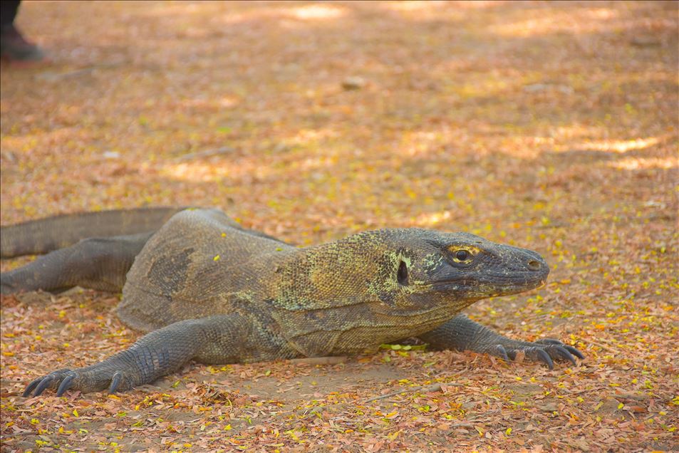 Pemandangan Taman Nasional Komodo, NTT