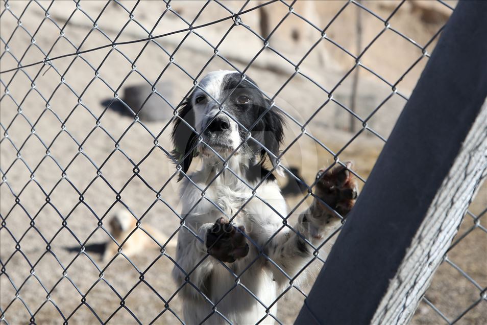 Hasta ve sahipsiz köpeklere kayadan oyma mağarada "yuva" konforu
