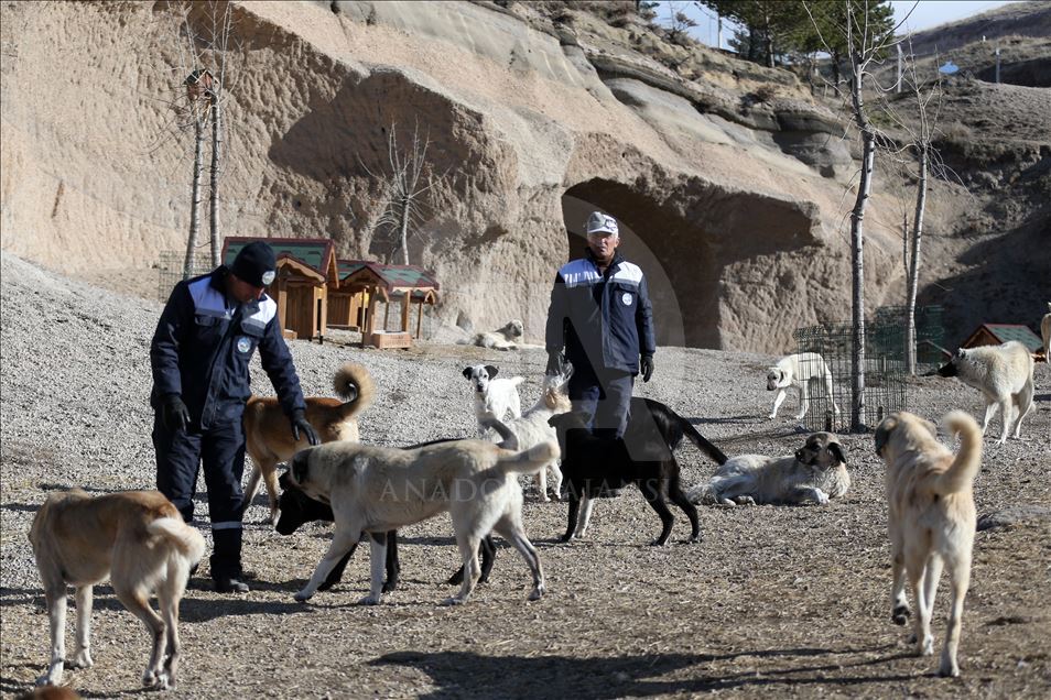 Hasta ve sahipsiz köpeklere kayadan oyma mağarada "yuva" konforu