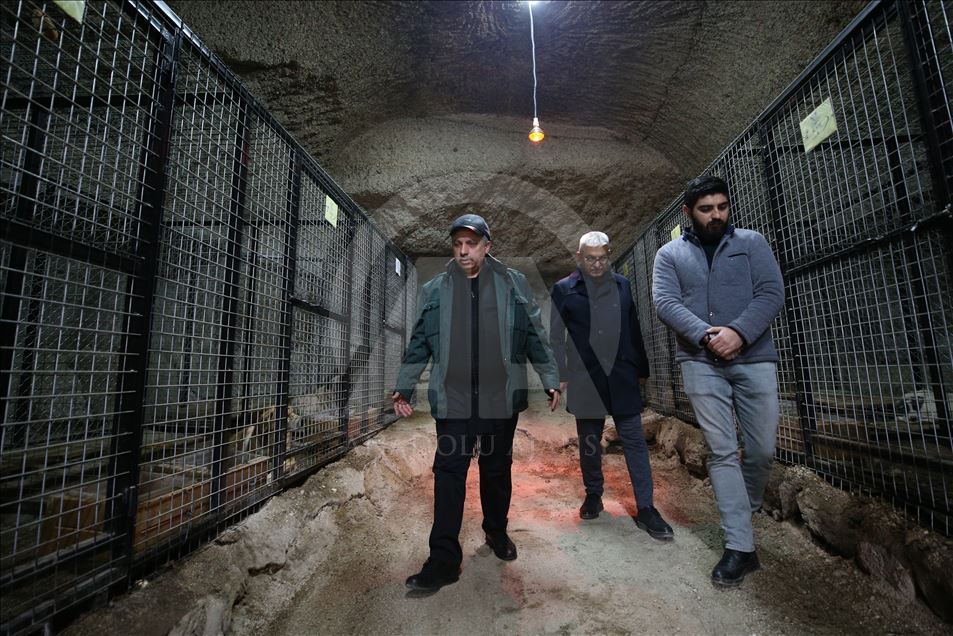 Hasta ve sahipsiz köpeklere kayadan oyma mağarada "yuva" konforu