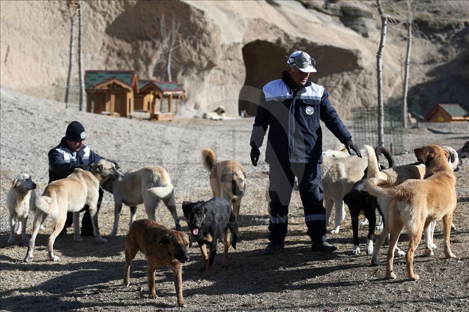 Hasta ve sahipsiz köpeklere kayadan oyma mağarada "yuva" konforu