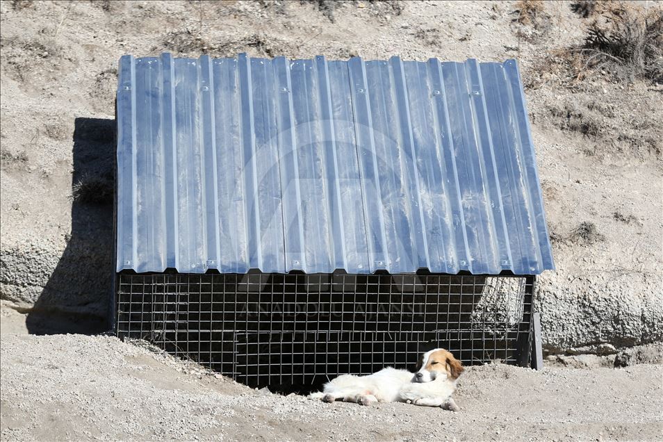 Hasta ve sahipsiz köpeklere kayadan oyma mağarada "yuva" konforu