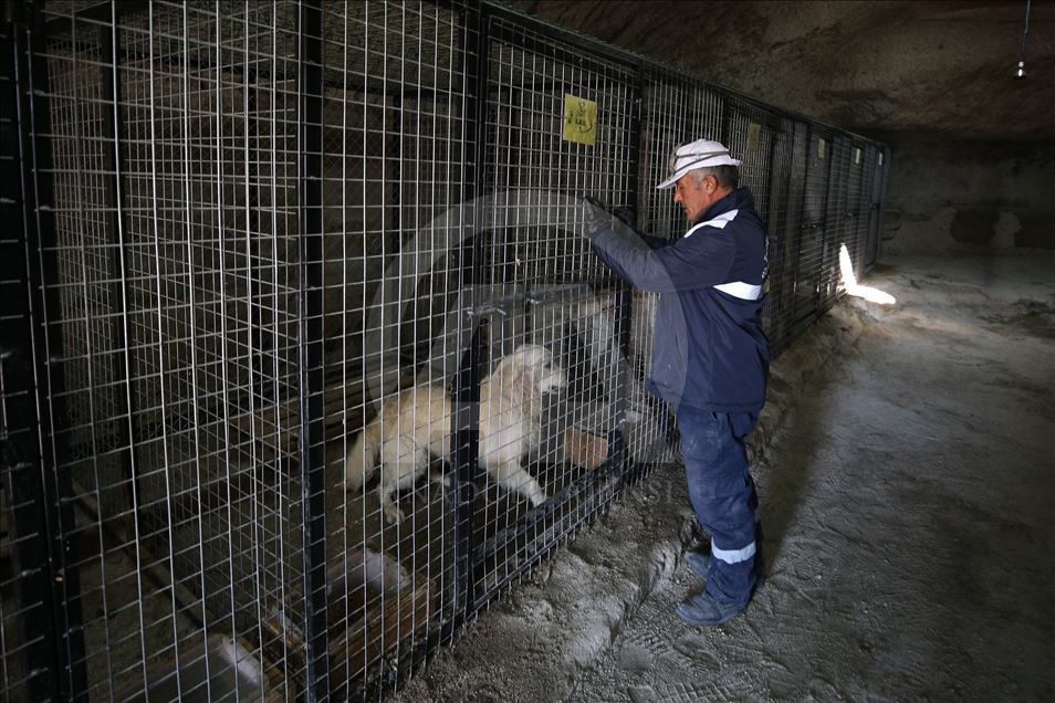 Hasta ve sahipsiz köpeklere kayadan oyma mağarada "yuva" konforu