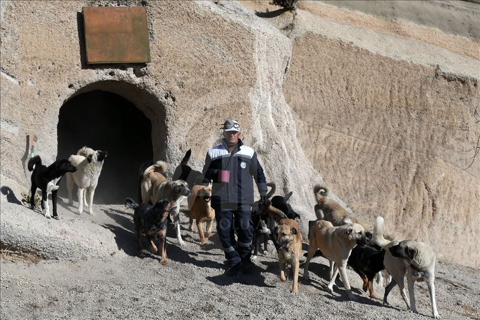 Hasta ve sahipsiz köpeklere kayadan oyma mağarada "yuva" konforu