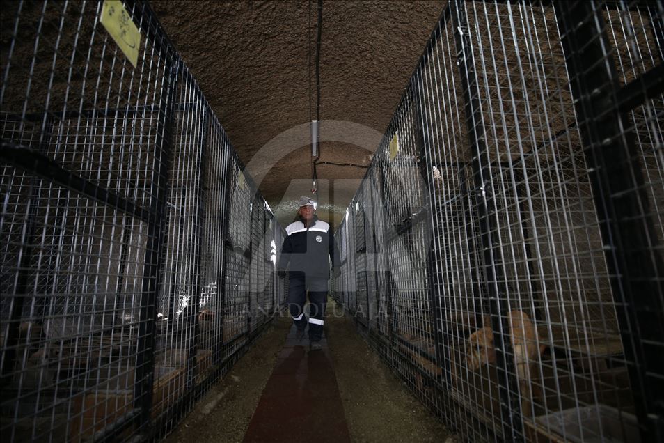 Hasta ve sahipsiz köpeklere kayadan oyma mağarada "yuva" konforu