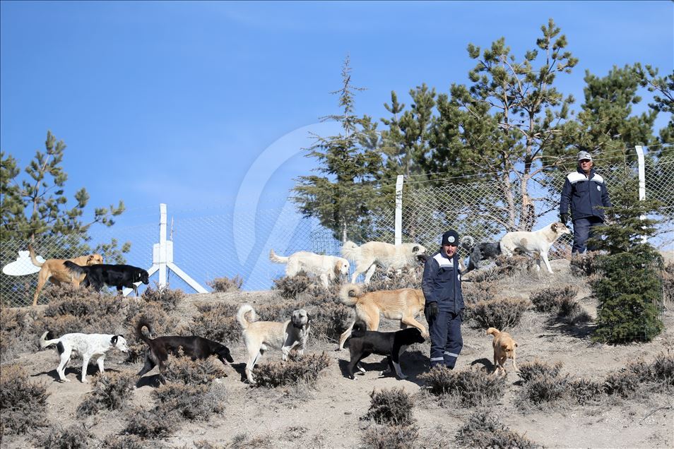 Hasta ve sahipsiz köpeklere kayadan oyma mağarada "yuva" konforu