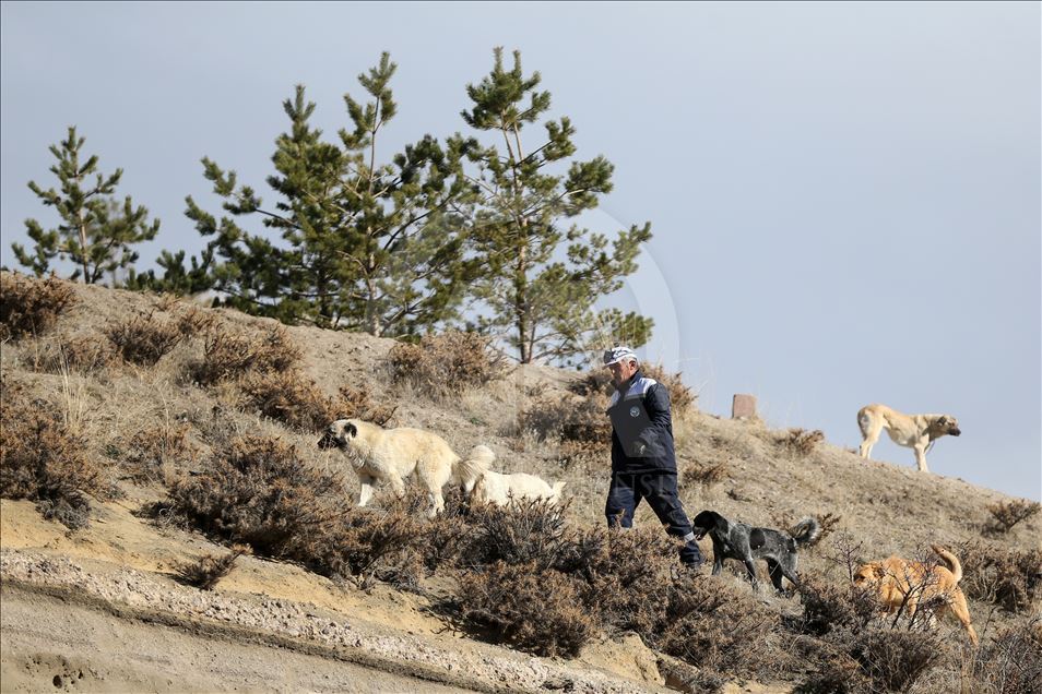 Hasta ve sahipsiz köpeklere kayadan oyma mağarada "yuva" konforu