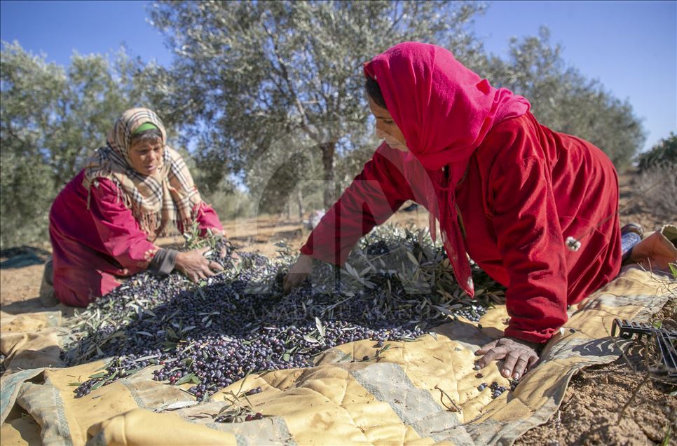 موسم جني الزيتون بالقيروان .. شقاء وعطاء