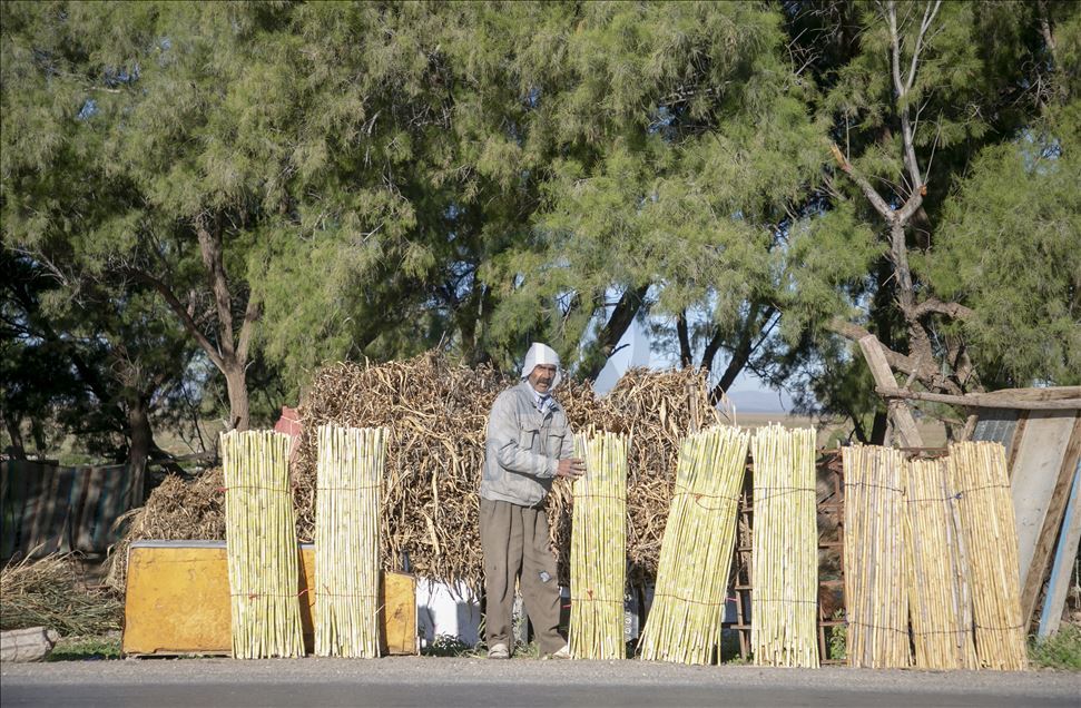 "نساء القصب" بالقيروان..معاناة تبحث عن حلول