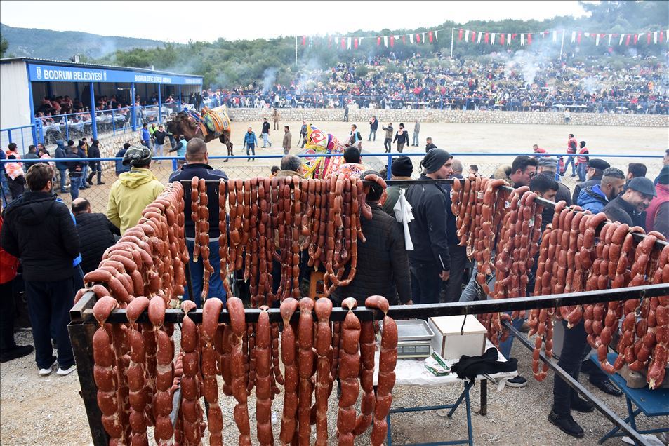 Geleneksel Bodrum Deve Güreşi Şenliği