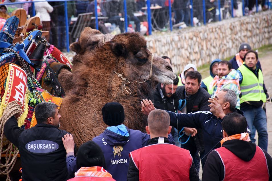 Geleneksel Bodrum Deve Güreşi Şenliği
