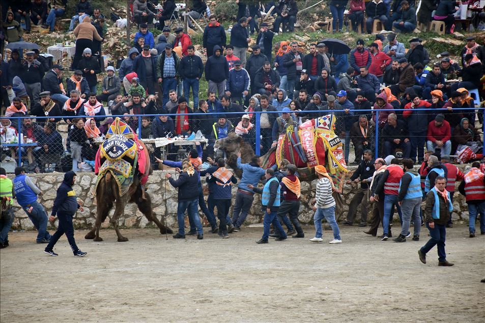 Geleneksel Bodrum Deve Güreşi Şenliği