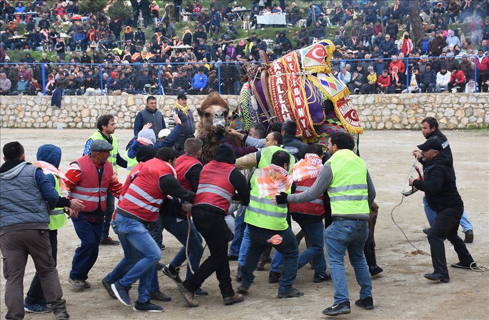 Geleneksel Bodrum Deve Güreşi Şenliği