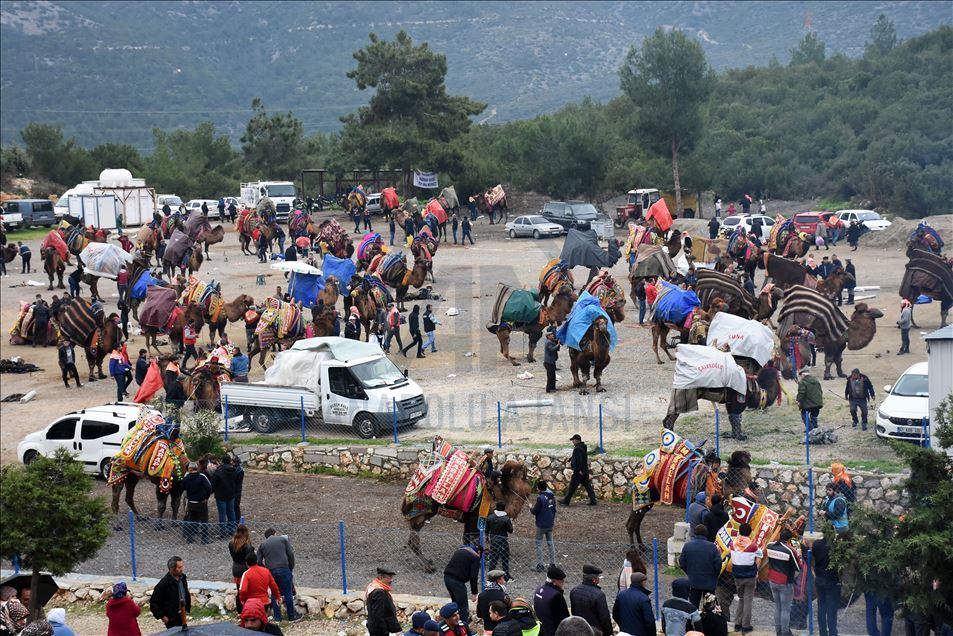Geleneksel Bodrum Deve Güreşi Şenliği