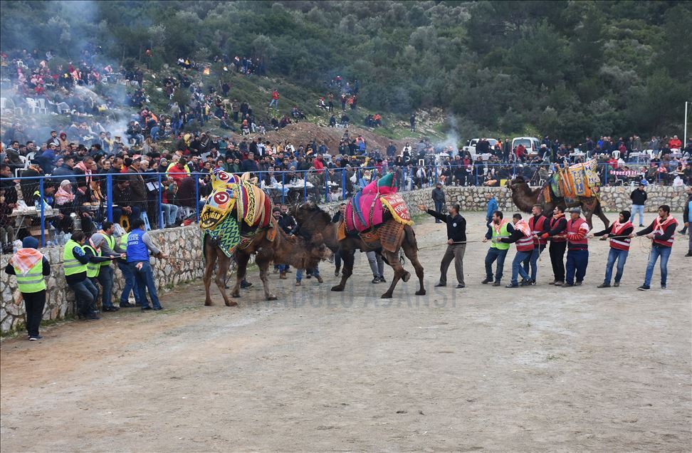 Geleneksel Bodrum Deve Güreşi Şenliği