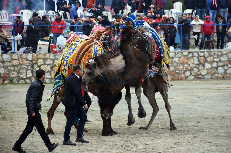 Geleneksel Bodrum Deve Güreşi Şenliği