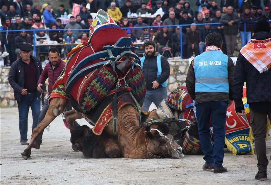 Geleneksel Bodrum Deve Güreşi Şenliği