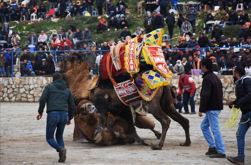 Geleneksel Bodrum Deve Güreşi Şenliği