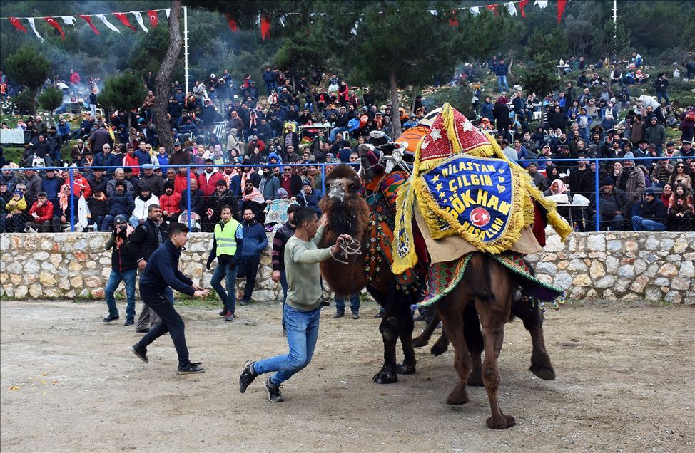 Geleneksel Bodrum Deve Güreşi Şenliği