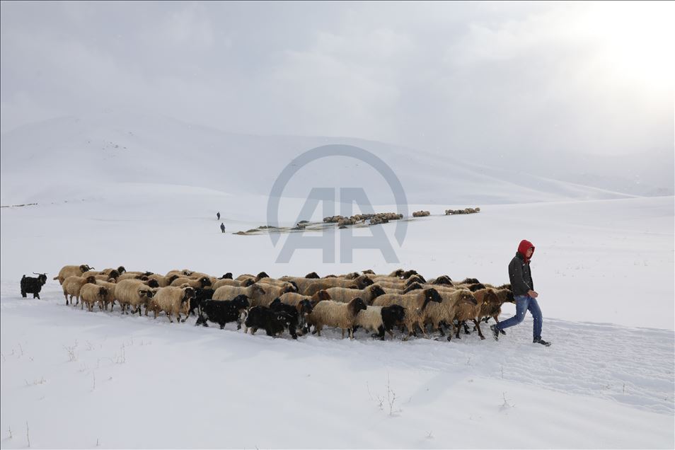 بەخێوکردنی مەڕوماڵات لە وەرزی زستاندا بە بەراورد لەگەڵ وەرزەکانی دیکە قورسترە