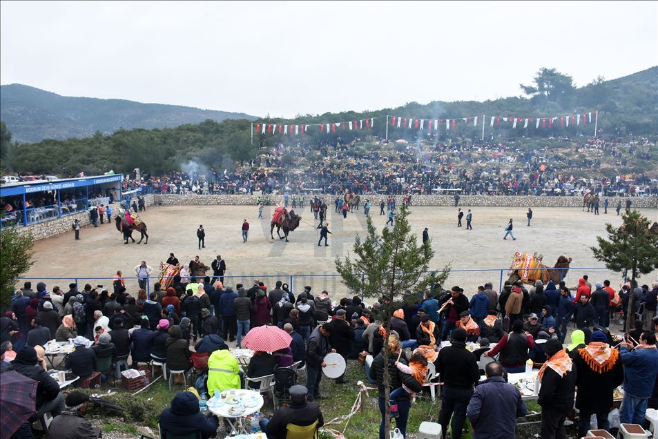 Geleneksel Bodrum Deve Güreşi Şenliği