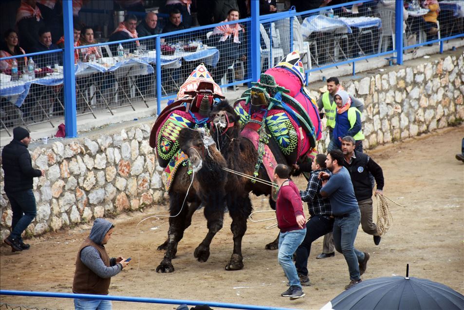 Geleneksel Bodrum Deve Güreşi Şenliği