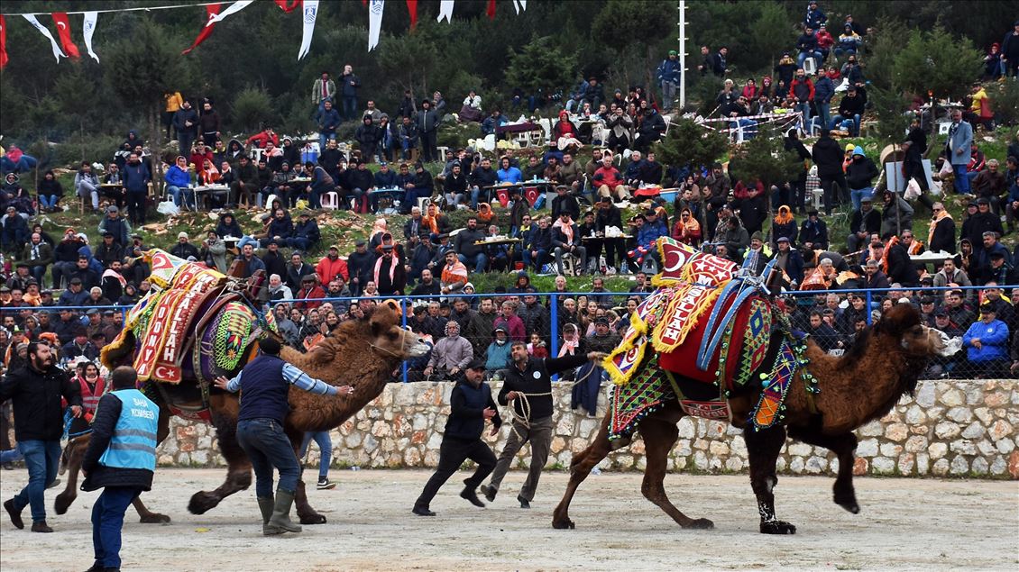 Geleneksel Bodrum Deve Güreşi Şenliği