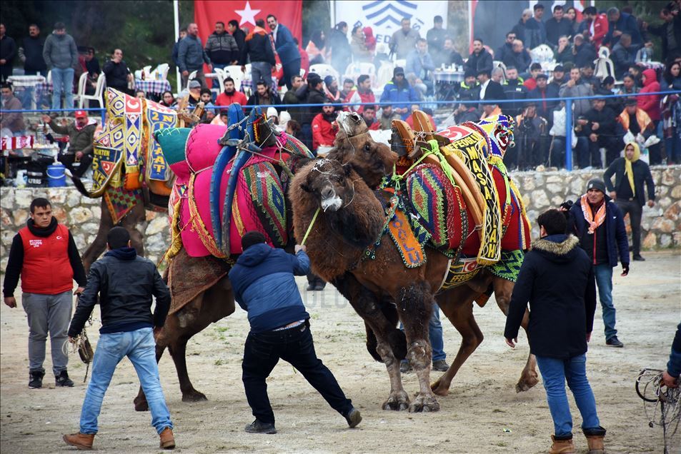 Geleneksel Bodrum Deve Güreşi Şenliği