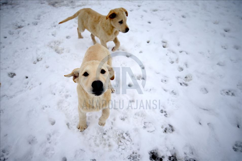 دوزجه.. چیای بۆڵو سپی پۆشی