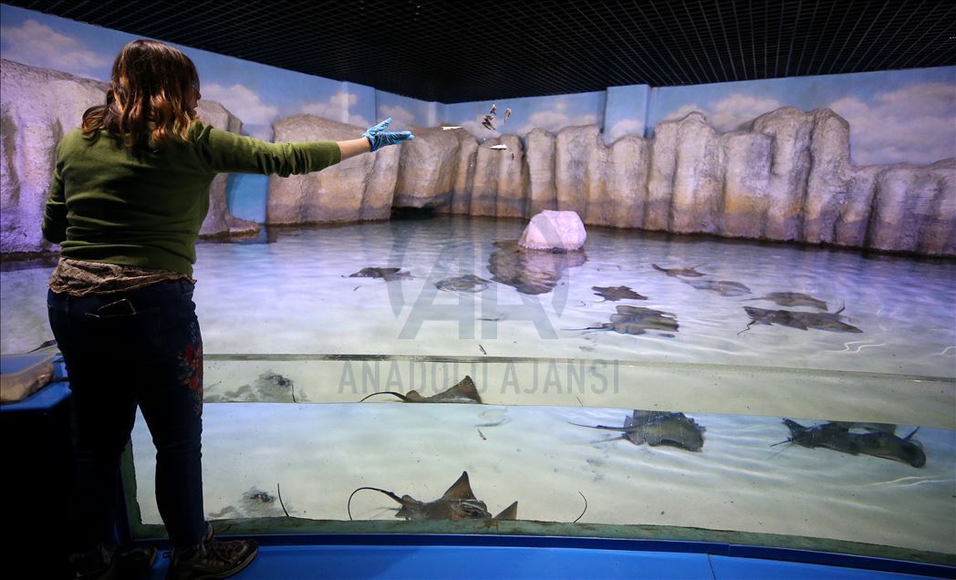 Divers handfeed fish at ETI Underwater World in Turkey