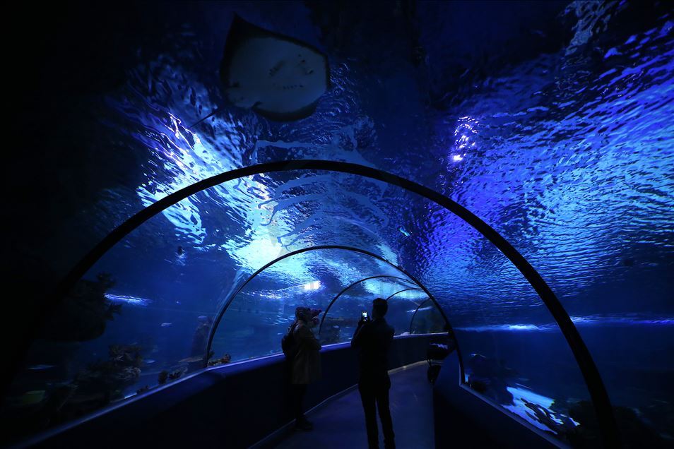 Divers handfeed fish at ETI Underwater World in Turkey