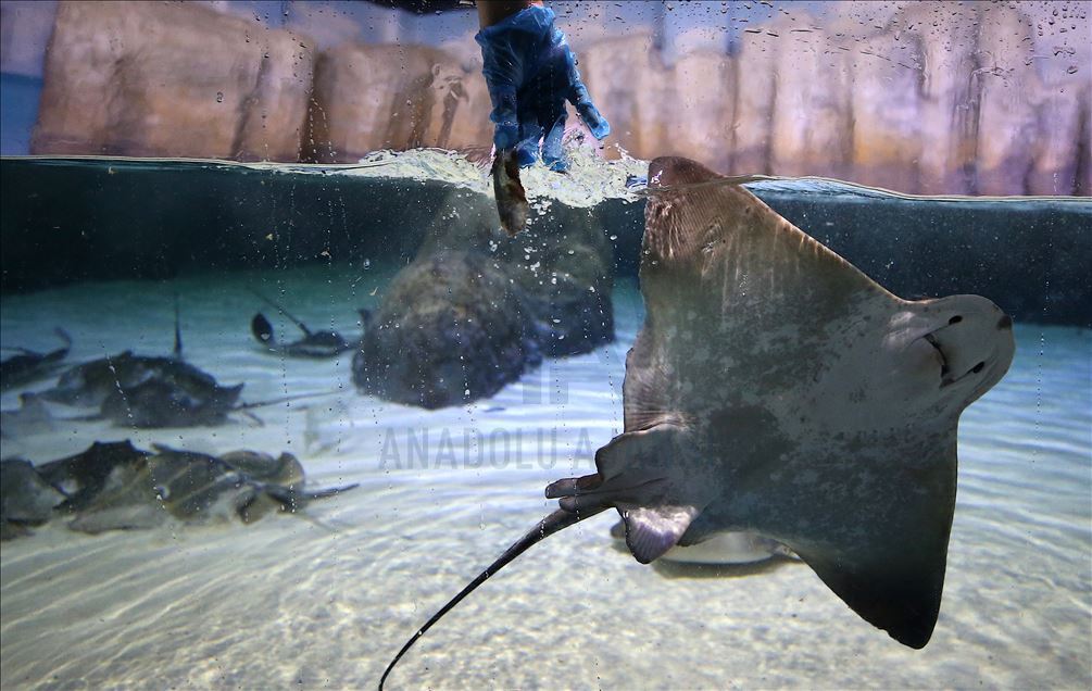 Divers handfeed fish at ETI Underwater World in Turkey
