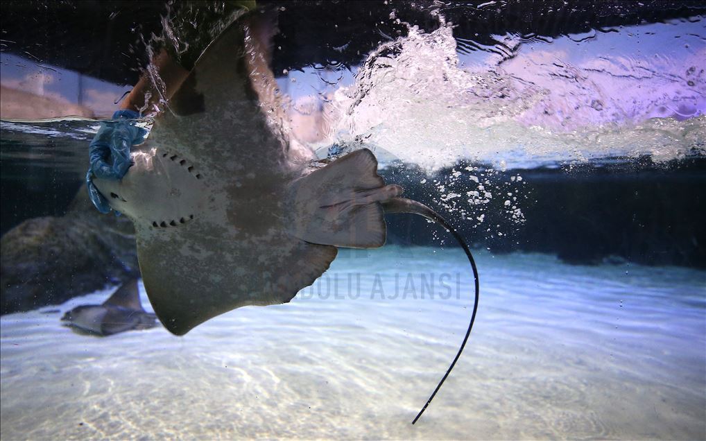 Divers handfeed fish at ETI Underwater World in Turkey