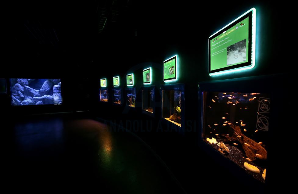 Divers handfeed fish at ETI Underwater World in Turkey