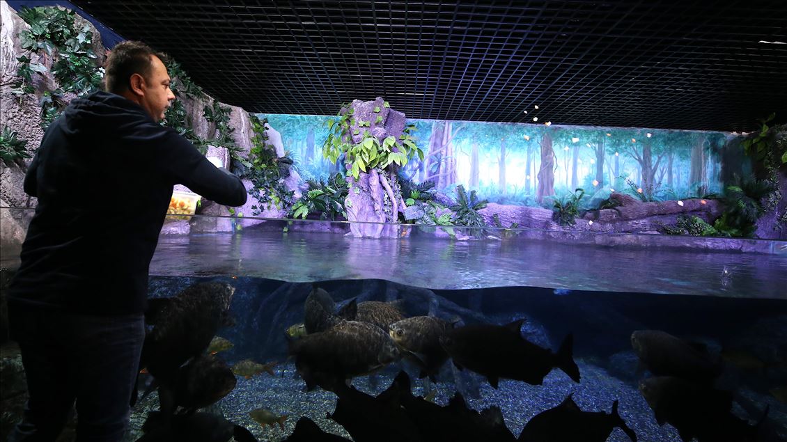 Divers handfeed fish at ETI Underwater World in Turkey