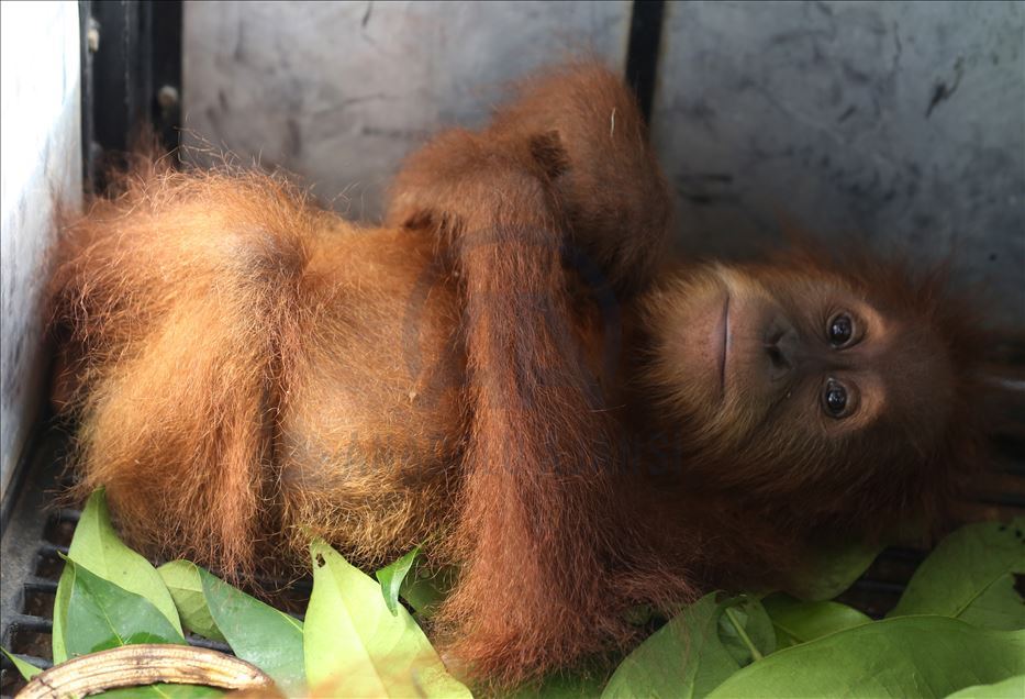 Dua bayi Orangutan diselamatkan dari perdagangan satwa liar