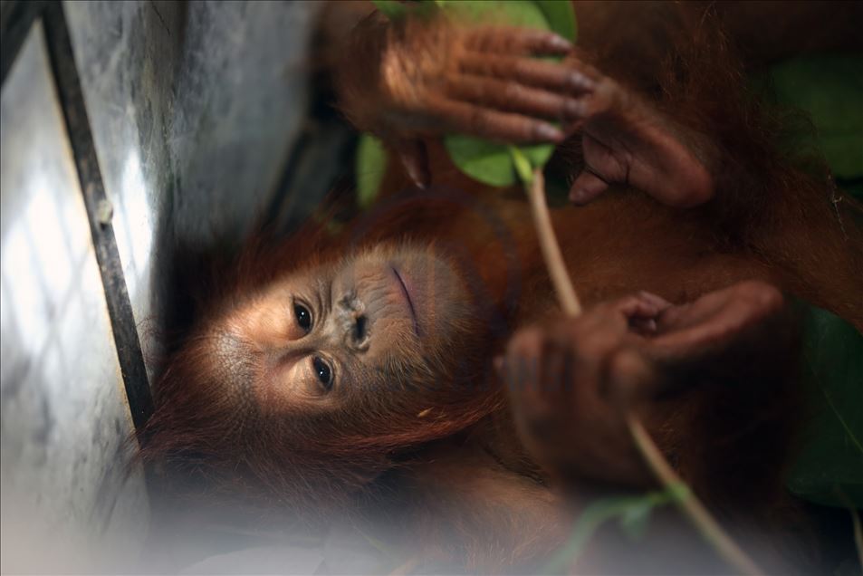 Dua bayi Orangutan diselamatkan dari perdagangan satwa liar