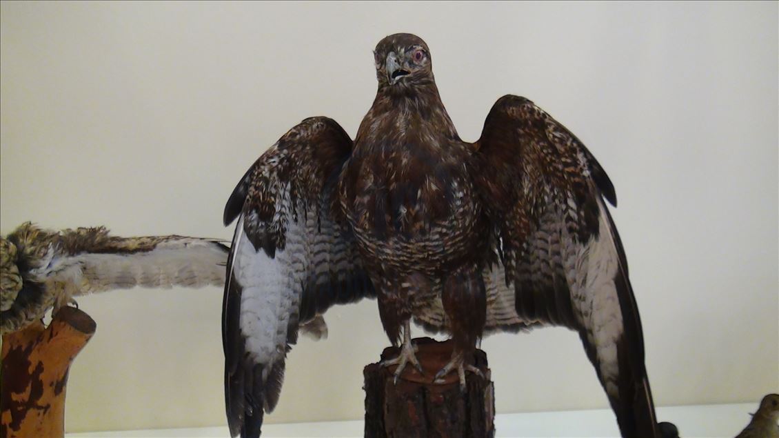 مركز للتحنيط في تركيا.. "متحف" الحياة البرية
