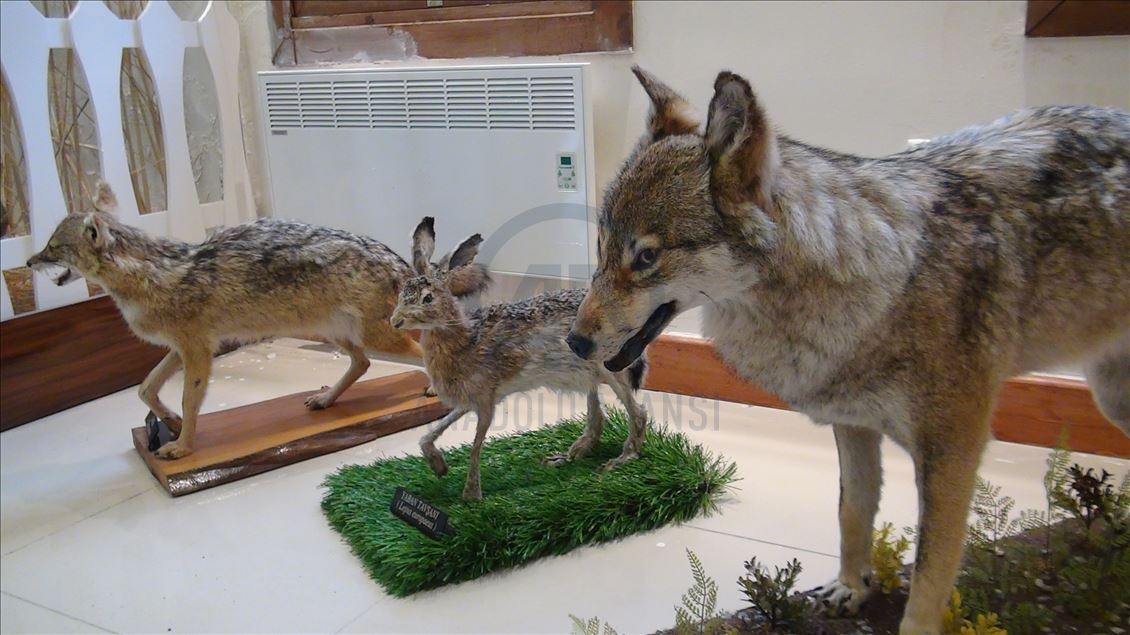 مركز للتحنيط في تركيا.. "متحف" الحياة البرية
