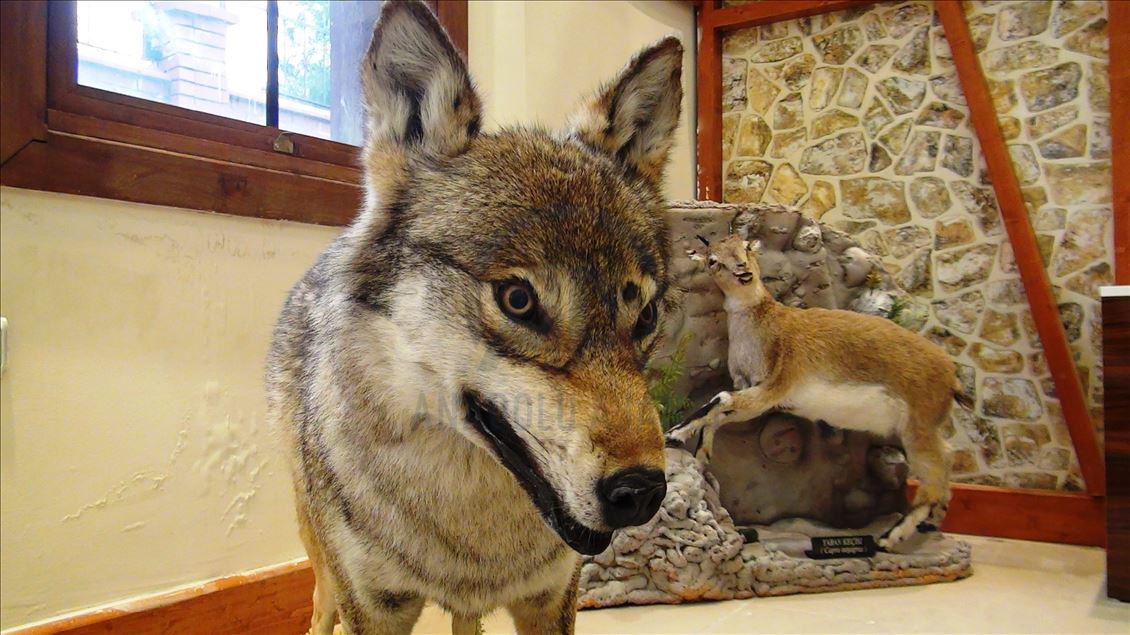 مركز للتحنيط في تركيا.. "متحف" الحياة البرية
