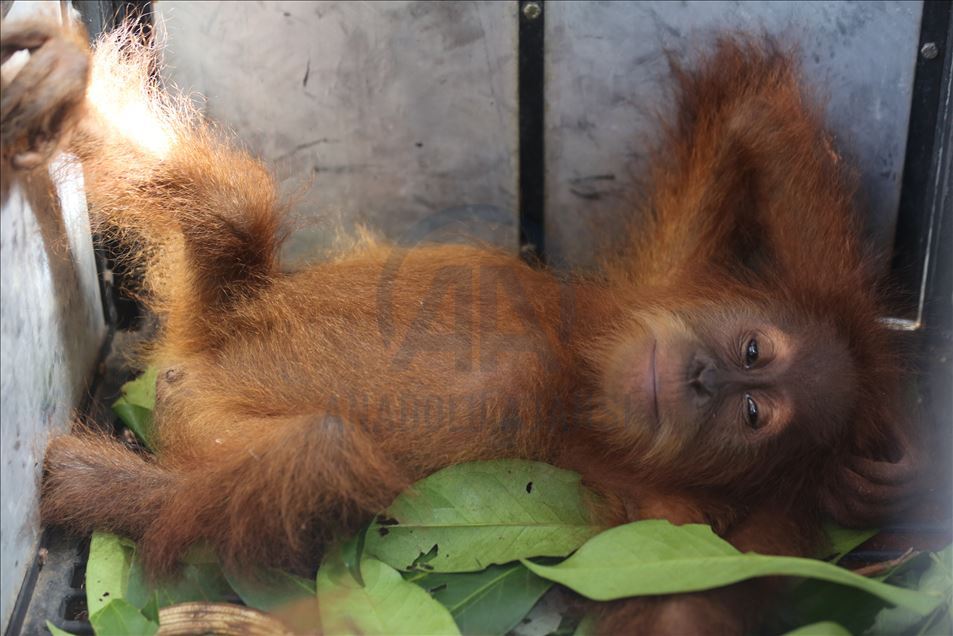 Dua bayi Orangutan diselamatkan dari perdagangan satwa liar