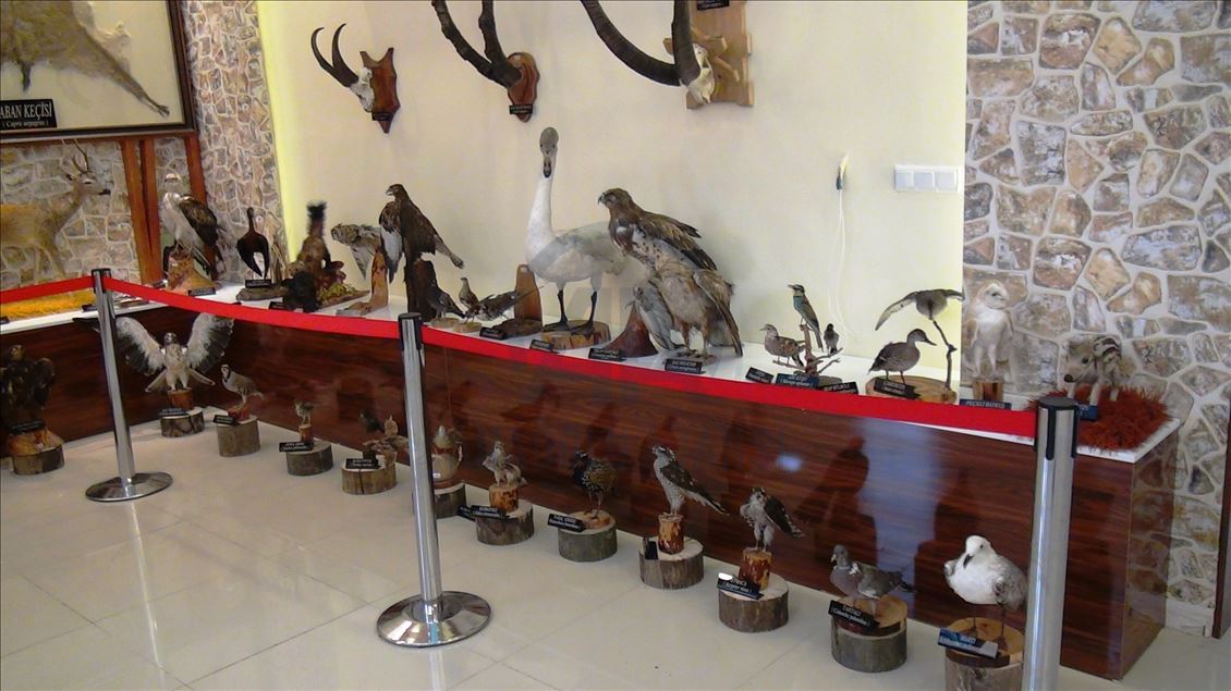 مركز للتحنيط في تركيا.. "متحف" الحياة البرية
