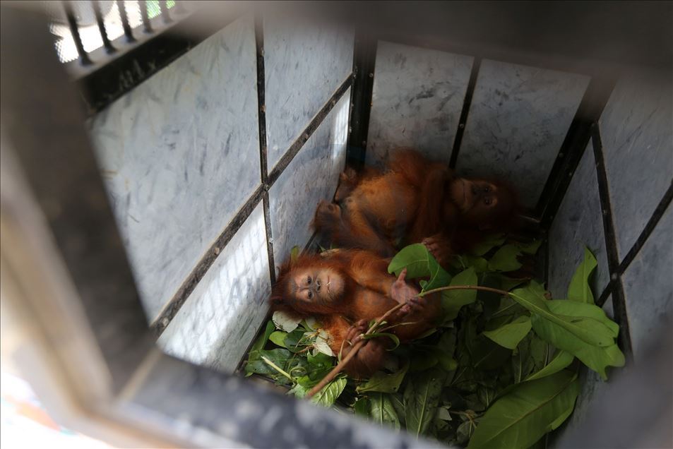 Dua bayi Orangutan diselamatkan dari perdagangan satwa liar
